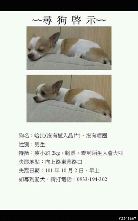 協尋吉娃娃愛犬~台中市南屯區