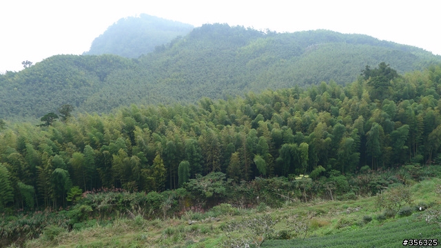 [遊記] 大阿里山百K小環線--梅山36彎/瑞里/奮起湖