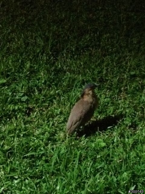 請問這是什麼鳥？