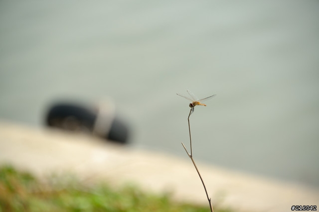 【蓋大樓好嗎？】方便實用的全幅旅遊鏡AF-S 28-300mm F3.5-5.6G ED VR