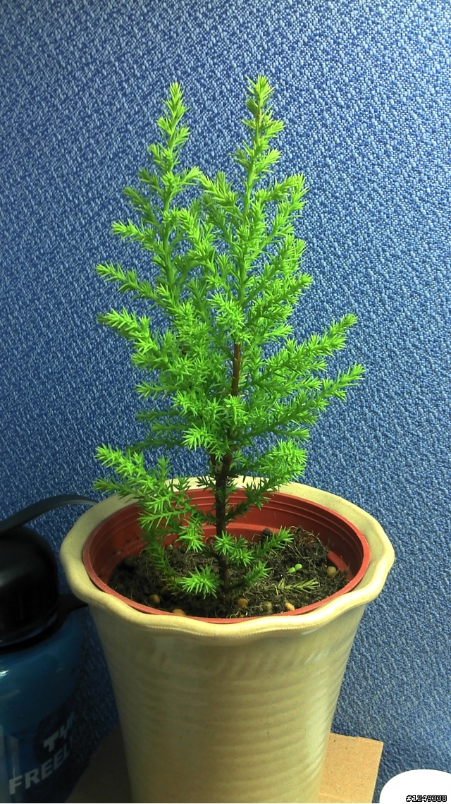 請問這是什麼植物呢?