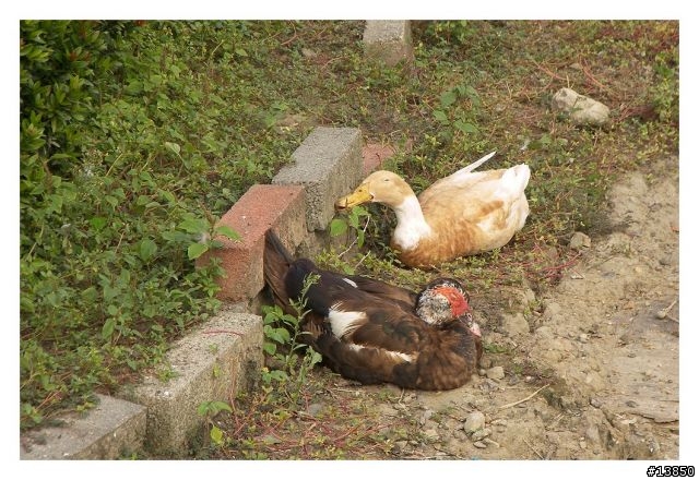 老兵不死之KODAK P880試拍