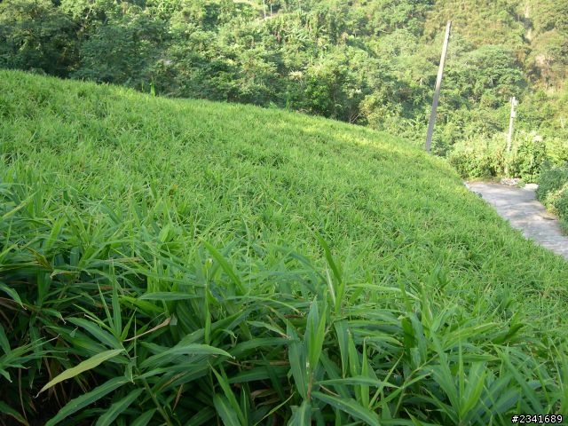 1024苗栗鷂婆山看老鷹〈上〉