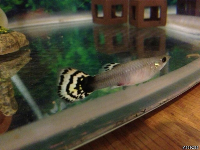 孔雀魚忽然死了..