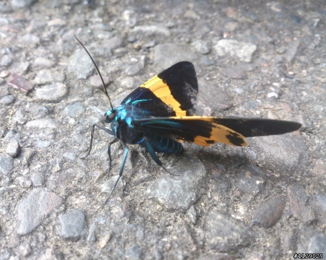 xperia TX 之 溪頭遊(圖多傷眼...)補上720P錄影