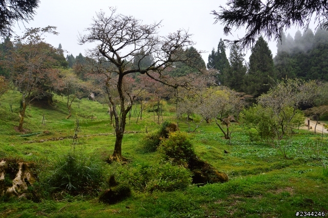 1782公里 11天10夜環島完成 清境農場 阿里山日出   夢時代 墾丁 知本溫泉 鹿野高台   10/30更新