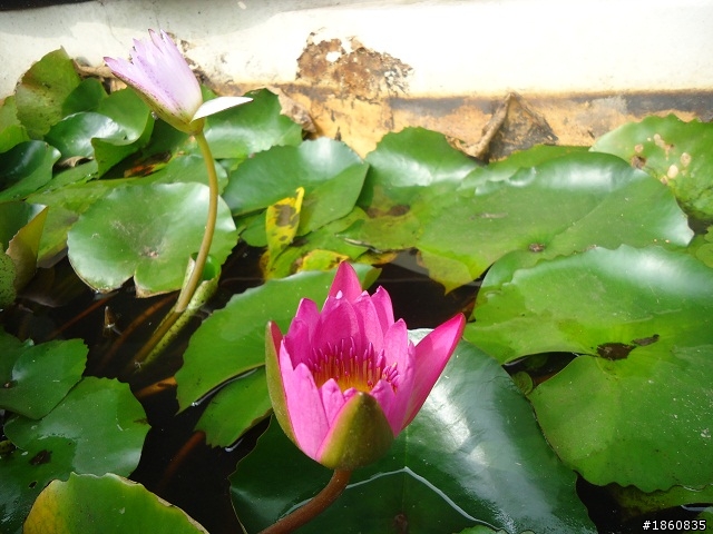 2012.10.18九月雪&石門水庫慢遊