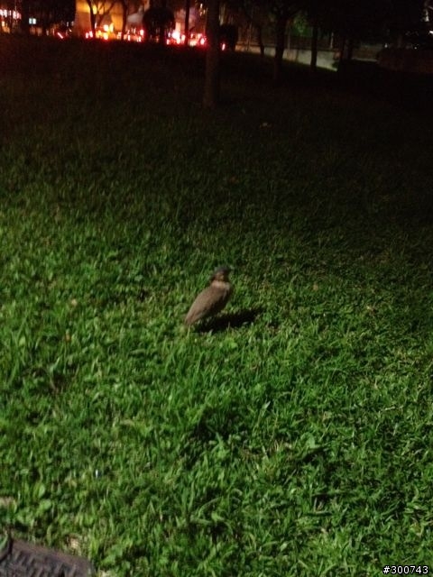 請問這是什麼鳥？