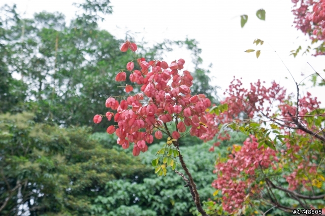 秋染紅