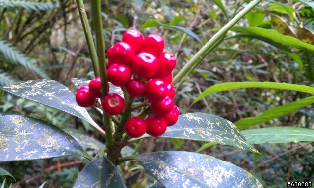 加羅湖 20121028