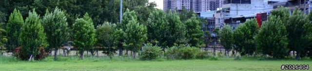 請教這些樹的樹種是??感謝各位01神人