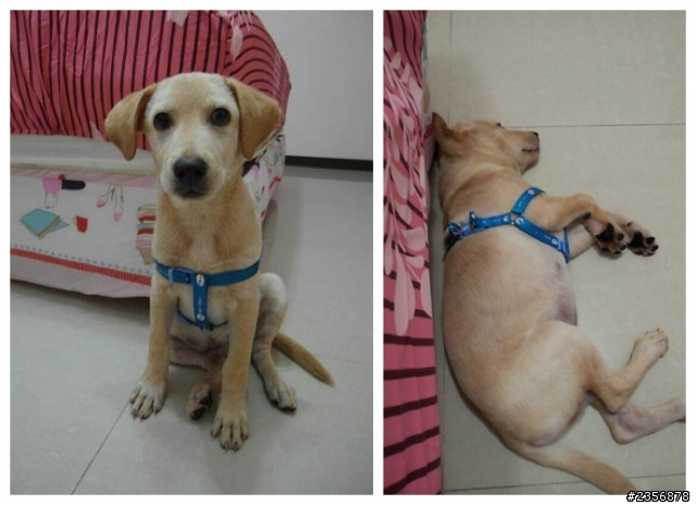 【新竹市】－走失拉布拉多，請幫忙協尋！