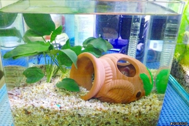 屁屁魚
