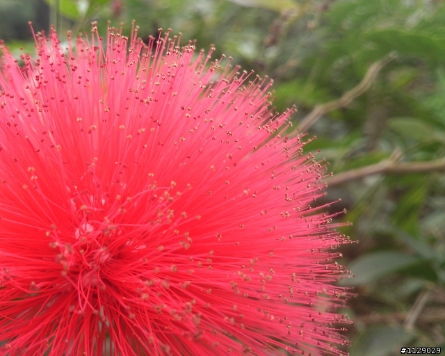 xperia TX 之 溪頭遊(圖多傷眼...)補上720P錄影