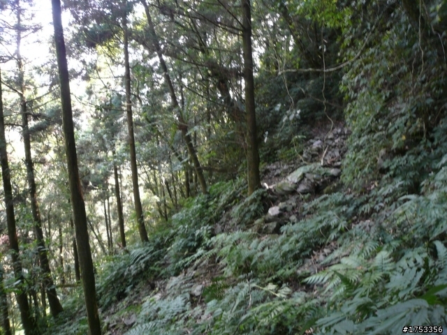 西坑林道之 黛伯拉小滿貫