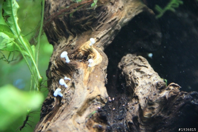 沉木長菇類~~長得像菇,但不知是不是菇~~