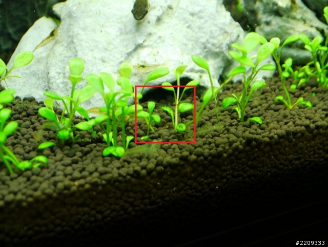 請問這是甚麼藻類呢?