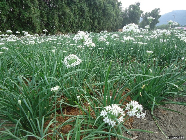 2012.10.18九月雪&石門水庫慢遊