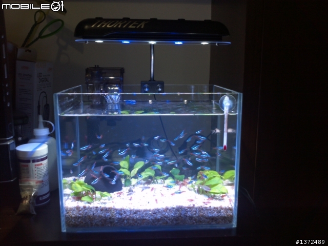 (10/30跟新) 新手分享新設的一呎小魚缸!