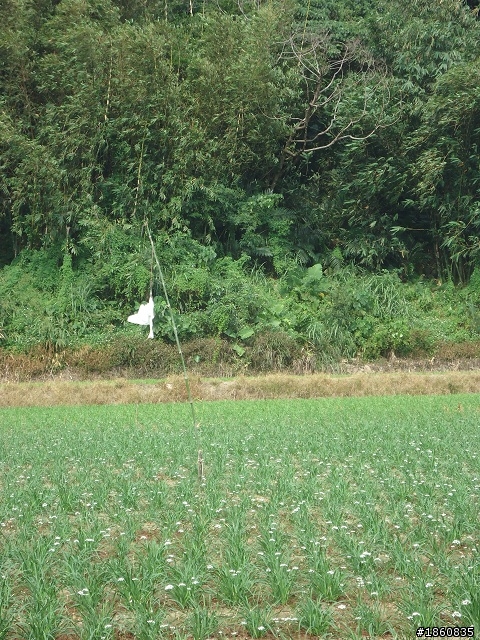 2012.10.18九月雪&石門水庫慢遊