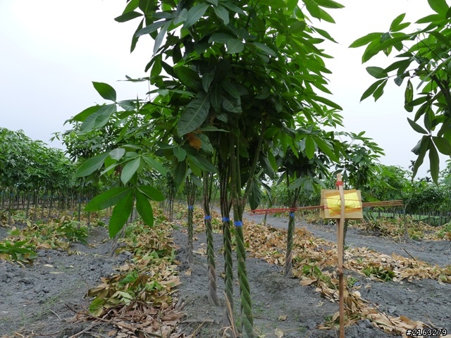 [車巡報告]環化賽前之半線采風