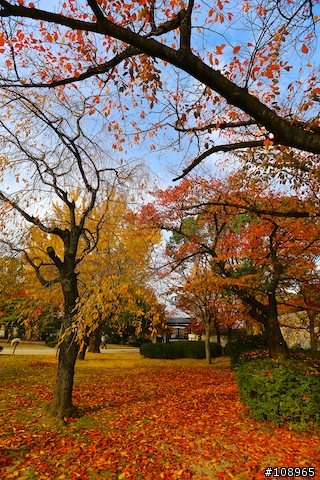 分享：關西～奈良，京都，大阪賞楓自由行（圖多）