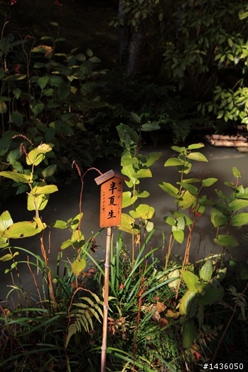 京阪神奈旅拍分享