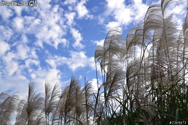 虎頭山芒花