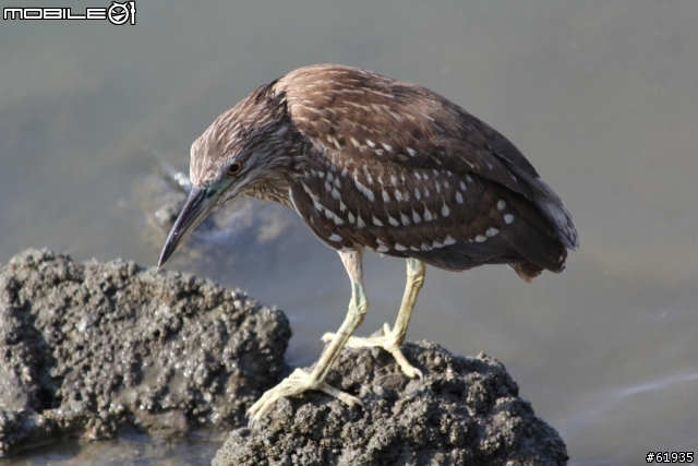 60D + 小小黑 淡水河畔打鳥