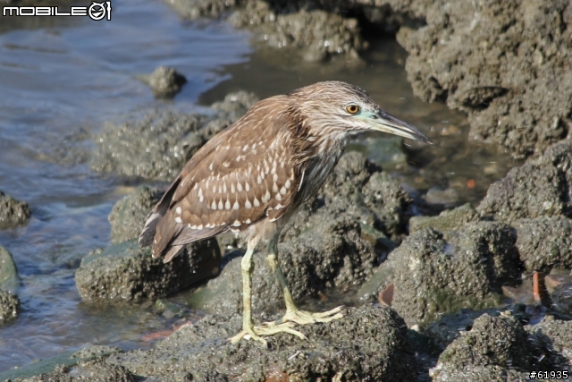 60D + 小小黑 淡水河畔打鳥