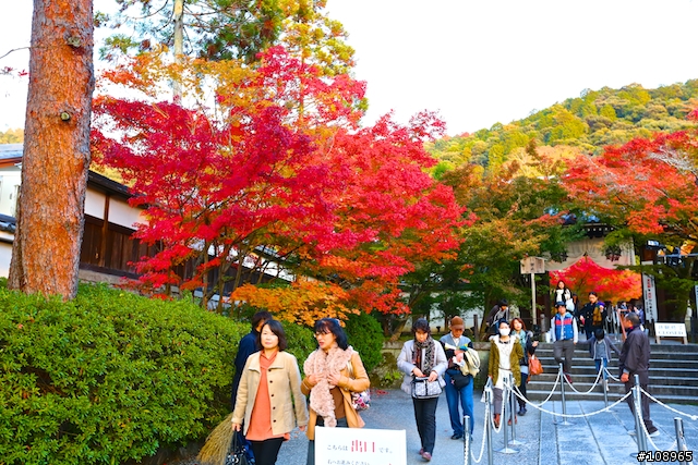 分享：關西～奈良，京都，大阪賞楓自由行（圖多）