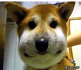 這柴犬好慘