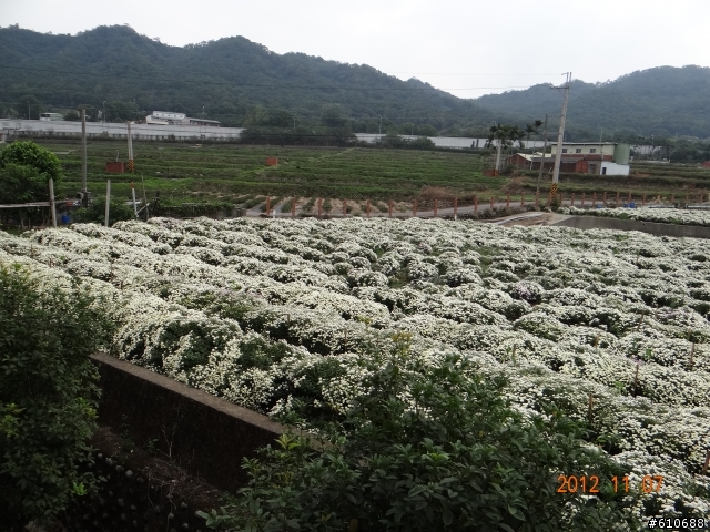 雙峰山前的杭菊