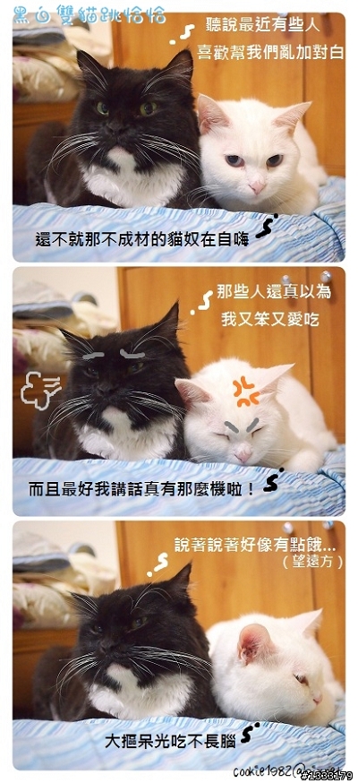 雙貓劇場