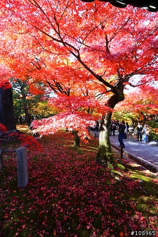 分享：關西～奈良，京都，大阪賞楓自由行（圖多）