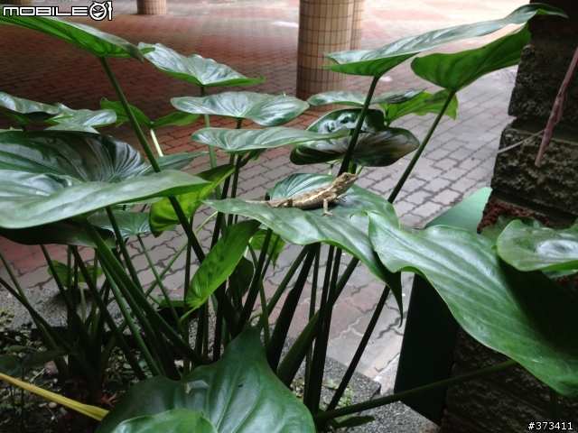 這是什麼蜥蜴？