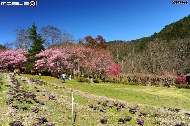 想念山居歲月