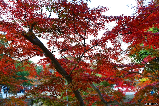 分享：關西～奈良，京都，大阪賞楓自由行（圖多）