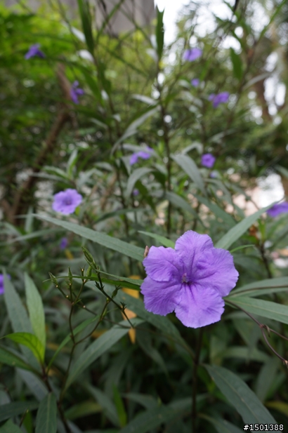 【開箱】來看國父怎麼拍！創造驚豔每一刻的Sony NEX-5R