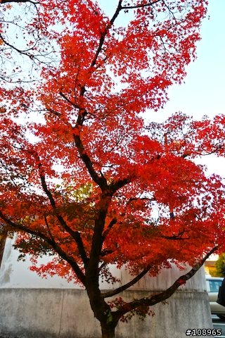 分享：關西～奈良，京都，大阪賞楓自由行（圖多）