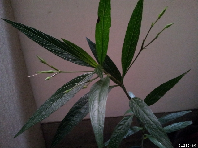 不知名稱會開紫色花朵的植物