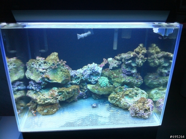 玩海水缸的同好好像真的不多