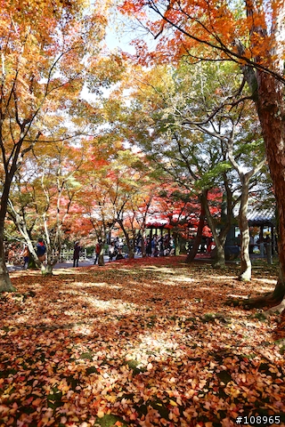 分享：關西～奈良，京都，大阪賞楓自由行（圖多）