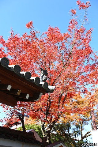 分享：關西～奈良，京都，大阪賞楓自由行（圖多）