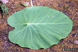 [請教] 山芋頭 與 姑婆芋 常常讓我傻傻分不清