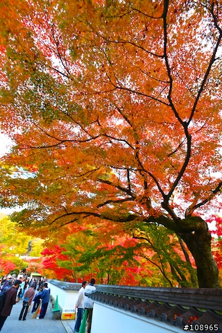 分享：關西～奈良，京都，大阪賞楓自由行（圖多）