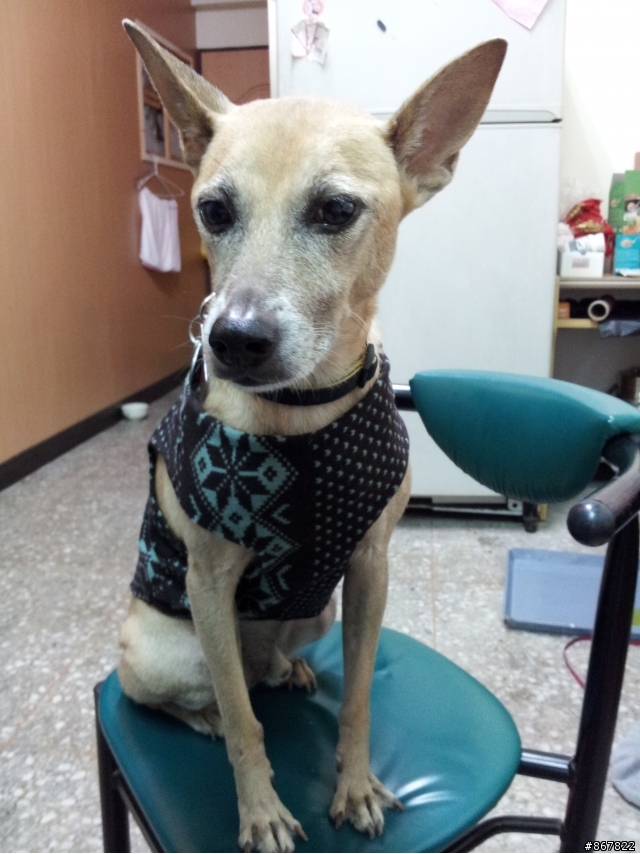 diy狗狗衣服好站分享