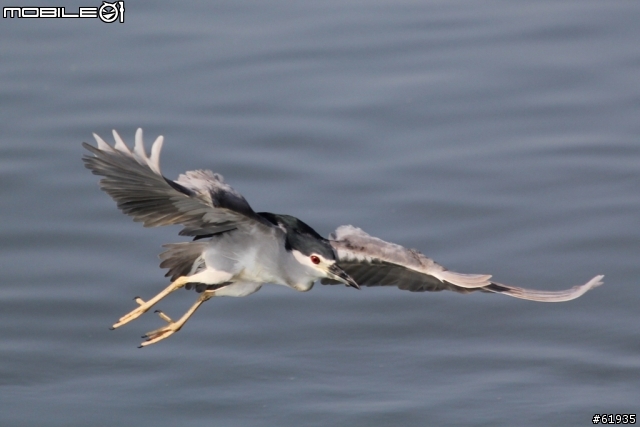 60D + 小小黑 淡水河畔打鳥