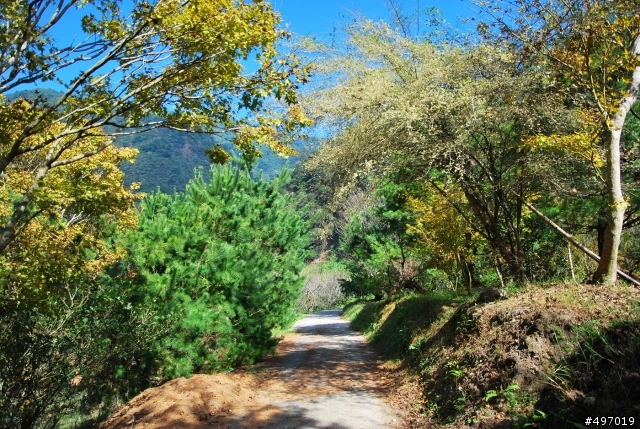 楓 の 影 * 南投埔里 . 楓林社區 ( 黃金楓 )