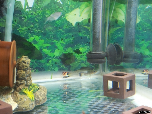 孔雀魚~生產日預測！！